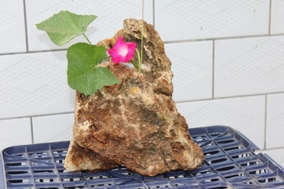 【供應天然奇石花盆,可種植多肉,蘭花以及各種盆景】價格,廠家,圖片,石膏、石料工藝品,沙河市華峰石業-